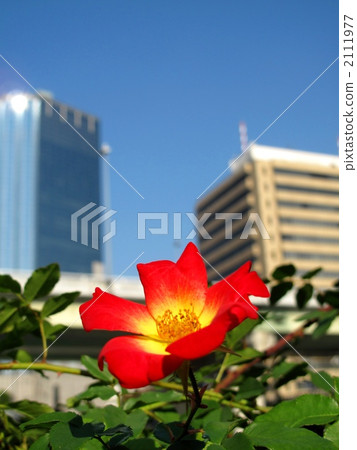 玫瑰雞尾酒 2111977