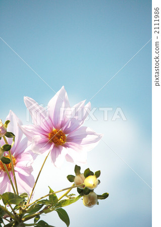 皇帝Dalia-03■樹大麗花·晚秋花 2111986