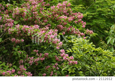 weigela hortensis, weigela, beniutsugi 2112012