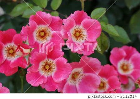 rose, roses, bink 2112014