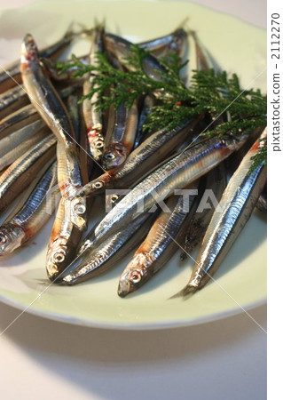 銀色條紋圓腹鯡 2112270