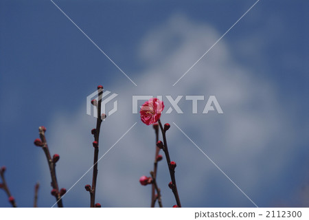 早春,梅花 早春,梅花 2112300