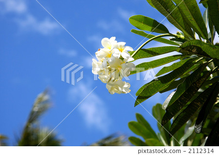 毛伊島的雞蛋花 毛伊島的雞蛋花 2112314