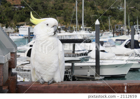 sulfur-crested cockatoo, parrot, aum 2112659