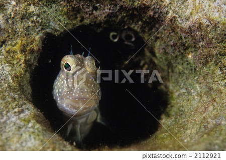 Segmented Brainier 2112921