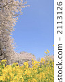 Rape blossoms and cherry blossoms 2113126