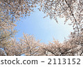Cherry Blossoms	 2113152