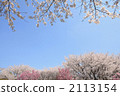 Cherry Blossoms	 2113154