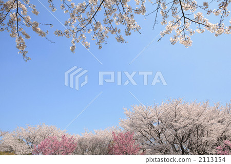 Cherry Blossoms	 2113154