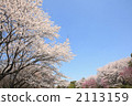 Cherry Blossoms	 2113159