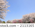 Cherry Blossoms	 2113165