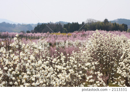 鮮花和插花的房子（Kabuki Danchi）花 2113331