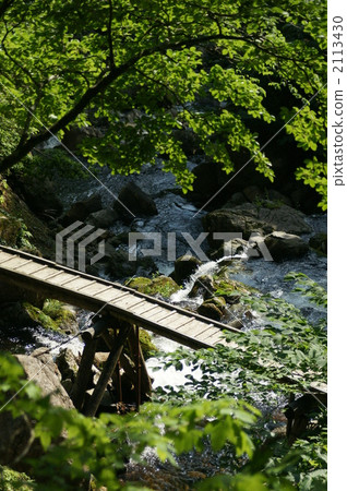 Forest bridge 2113430