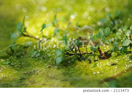 到下一代......〜金陽馬〜 2113473