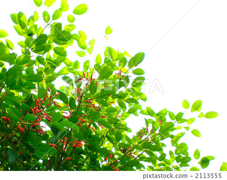 雞冠刺桐 花朵 花 2113555