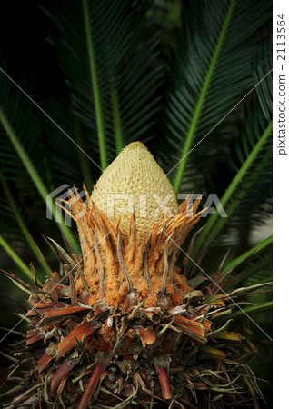 cycad, sago cycad, japanese fern palm 2113564