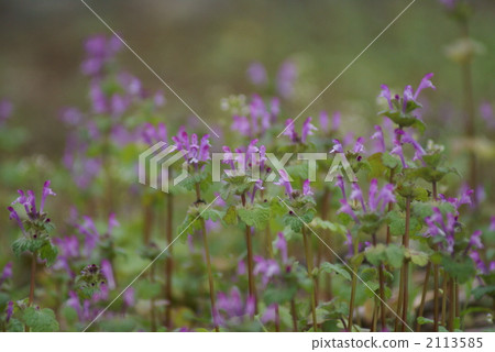 The appearance of Buddha's flower seems to be laughing ... The appearance of Buddha's flower seems to be laughing ... 2113585