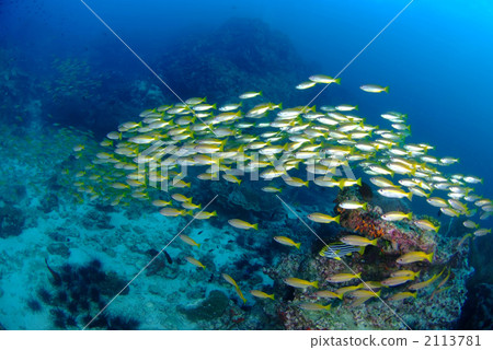 金森蜘蛛 金森蜘蛛 2113781