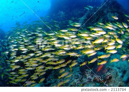 Kinsen spider 2113784