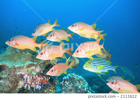 Maldives · North Male Atoll · Boduhithi Thila Maldives · North Male Atoll · Boduhithi Thila 2113822