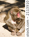 Japanese monkey 1 Japanese monkey 1 2113910
