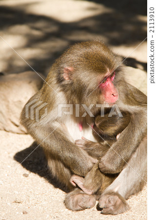 Japanese monkey 1 2113910