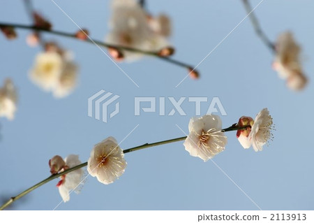 weeping japanese apricot, botanic, botanical 2113913