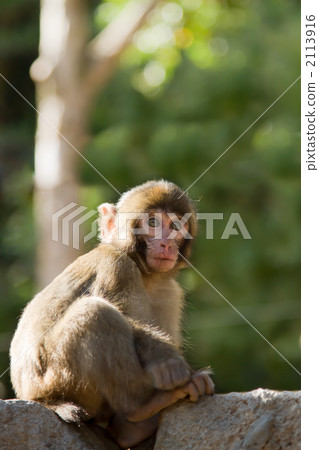 Japanese monkey 2 Japanese monkey 2 2113916