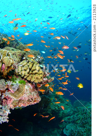 Spinach Spinach 2113928