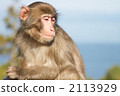 Japanese monkey 4 Japanese monkey 4 2113929