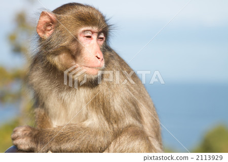 Japanese monkey 4 Japanese monkey 4 2113929