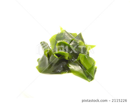 來自岩手縣的裙帶菜海藻(白背) 來自岩手縣的裙帶菜海藻(白背) 2115226
