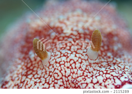 薩拉薩海牛 薩拉薩海牛 2115289