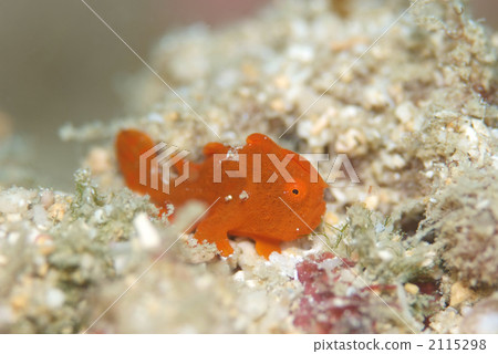 Iro青蛙anko 2115298