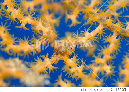 侏儒海水管 侏儒海水管 2115305