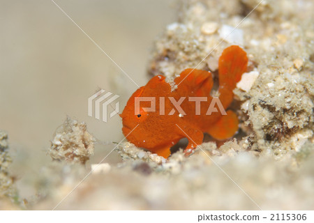 Iro青蛙anko 2115306