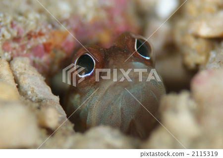 Joefish Joefish 2115319