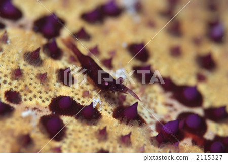 Hummingbirds 2115327