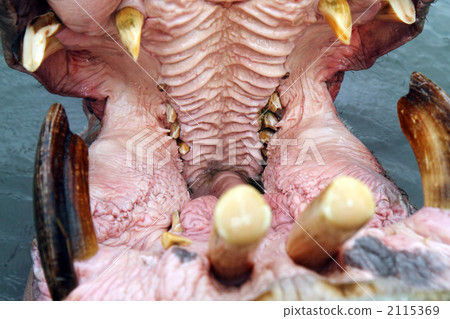 Bait feeding 2115369