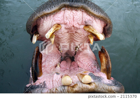 Bait feeding Bait feeding 2115370