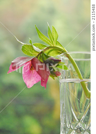 Christmas rose 2115488