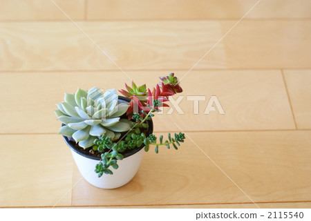Succulent plants Succulent plants 2115540