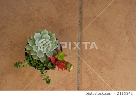 Succulent plants Succulent plants 2115541