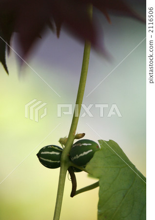 水果 一年生植物 攀爬植物 2116506