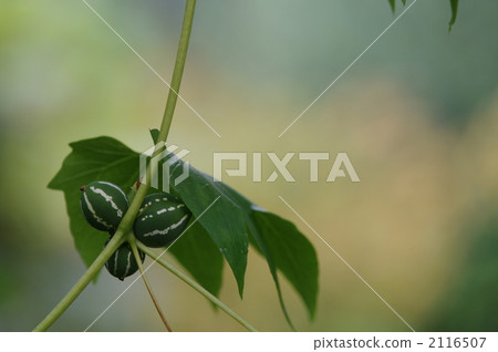 一年生植物 攀爬植物 葫蘆科 2116507