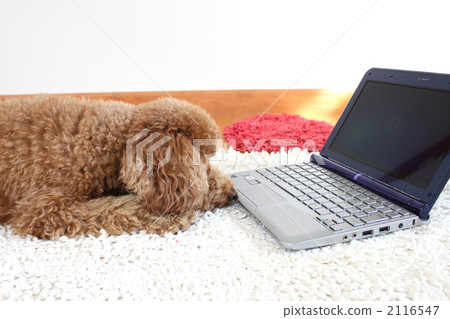 Dog PC 3 Dog PC 3 2116547