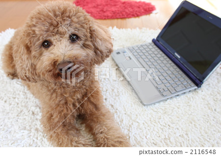 Dog PC 4 Dog PC 4 2116548