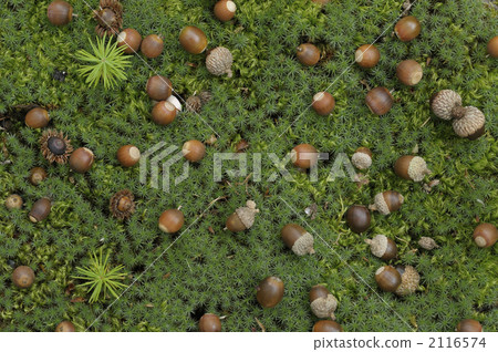 acorn, hair moss, moss 2116574