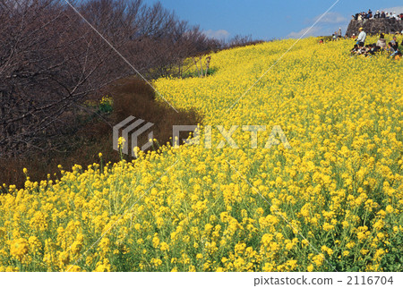 field of rapeseed, bloom, blossom 2116704