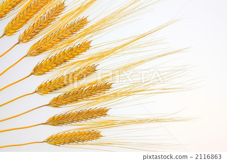 Ear of wheat Ear of wheat 2116863